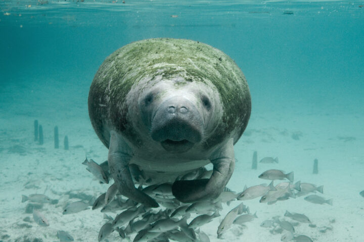 A Florida manatee in clear spring water