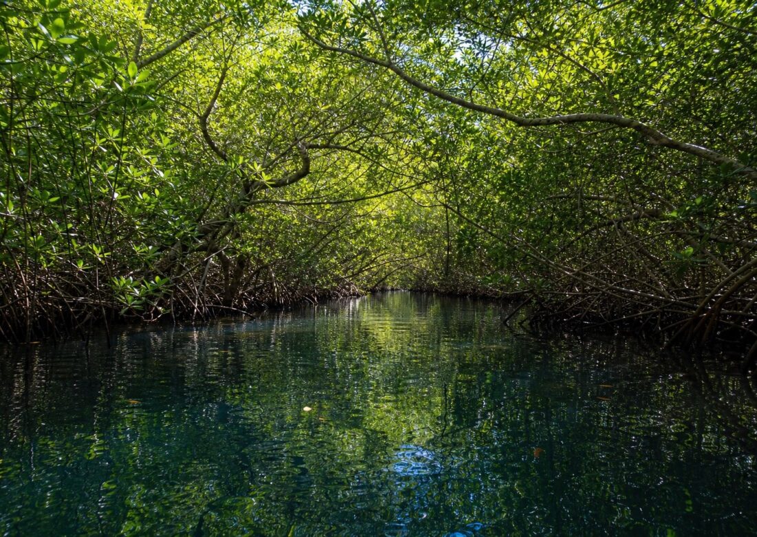 Mangrove tunnel at Oleta River State Park near North Miami