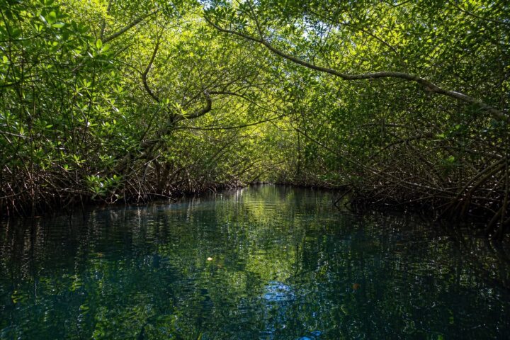 Mangrove tunnel at Oleta River State Park near North Miami