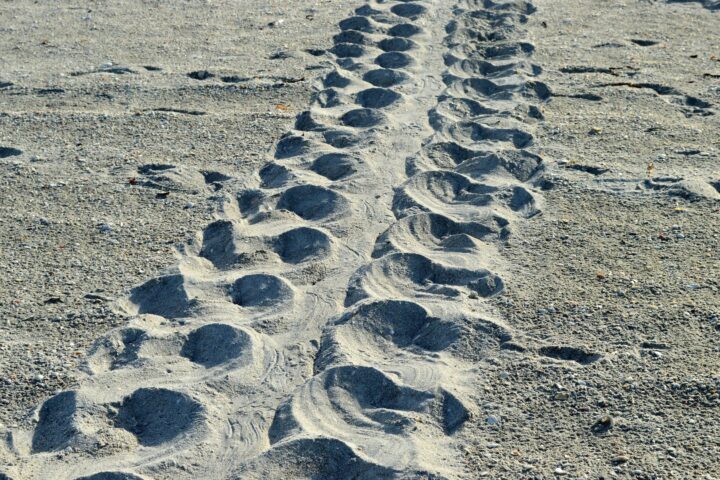 A loggerhead sea turtle nesting track across a South Florida beach